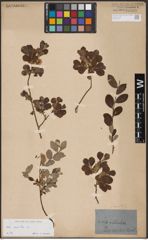 Foto von Salix aurita L.